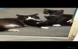Mixed Breed cats for sale: Male and female kitten - Image 6