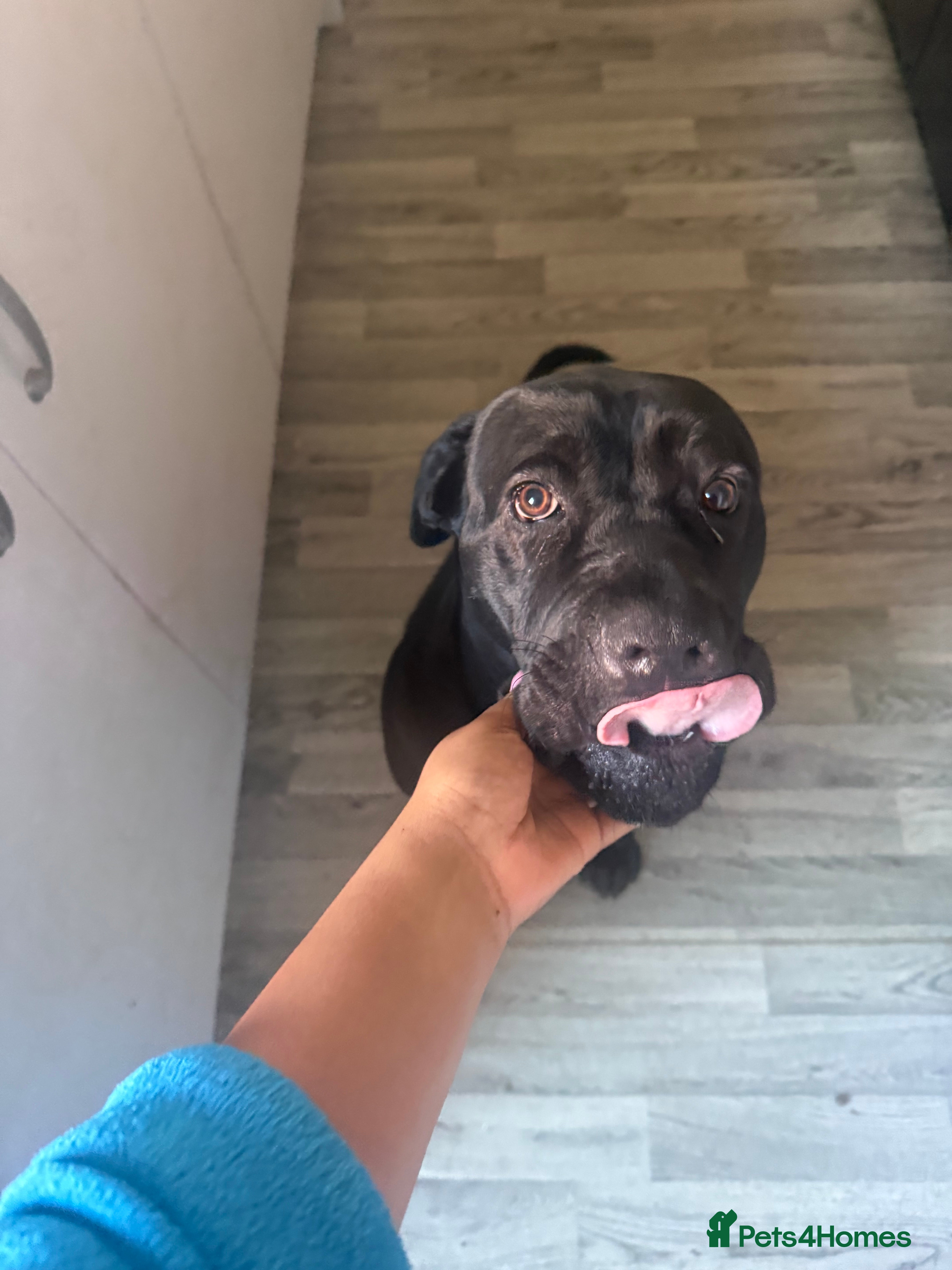 Cane Corso dogs Miss Chyna  - Advert 8
