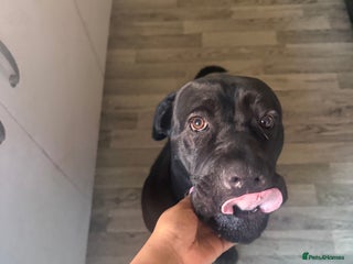 Cane Corso dogs Miss Chyna - Advert 1