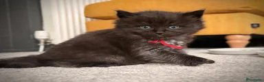 Ragcoon Kitten 1