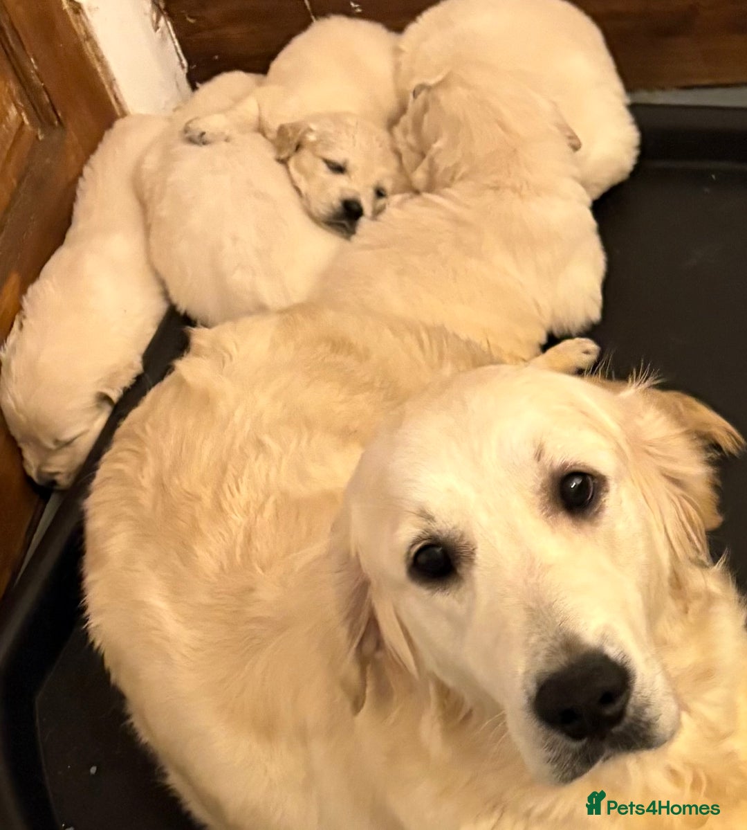 Golden Retriever dogs for sale: Golden Retriever Pups from Health Tested Parents  - Advert 33