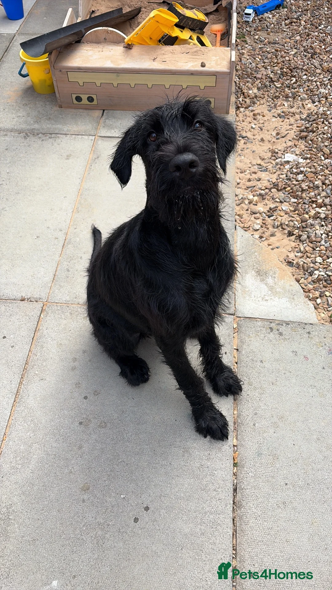 Russian Black Terrier dogs for sale: 5/6months old Black Russian terrier female  - Advert 2