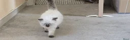 Ragdoll cats for sale: One Female Ragdoll Kitten left - Advert 12