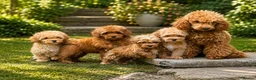 Mixed Breed dogs for sale: Exquisite litter of CAVAPOOCHONS ready now  - Advert 1