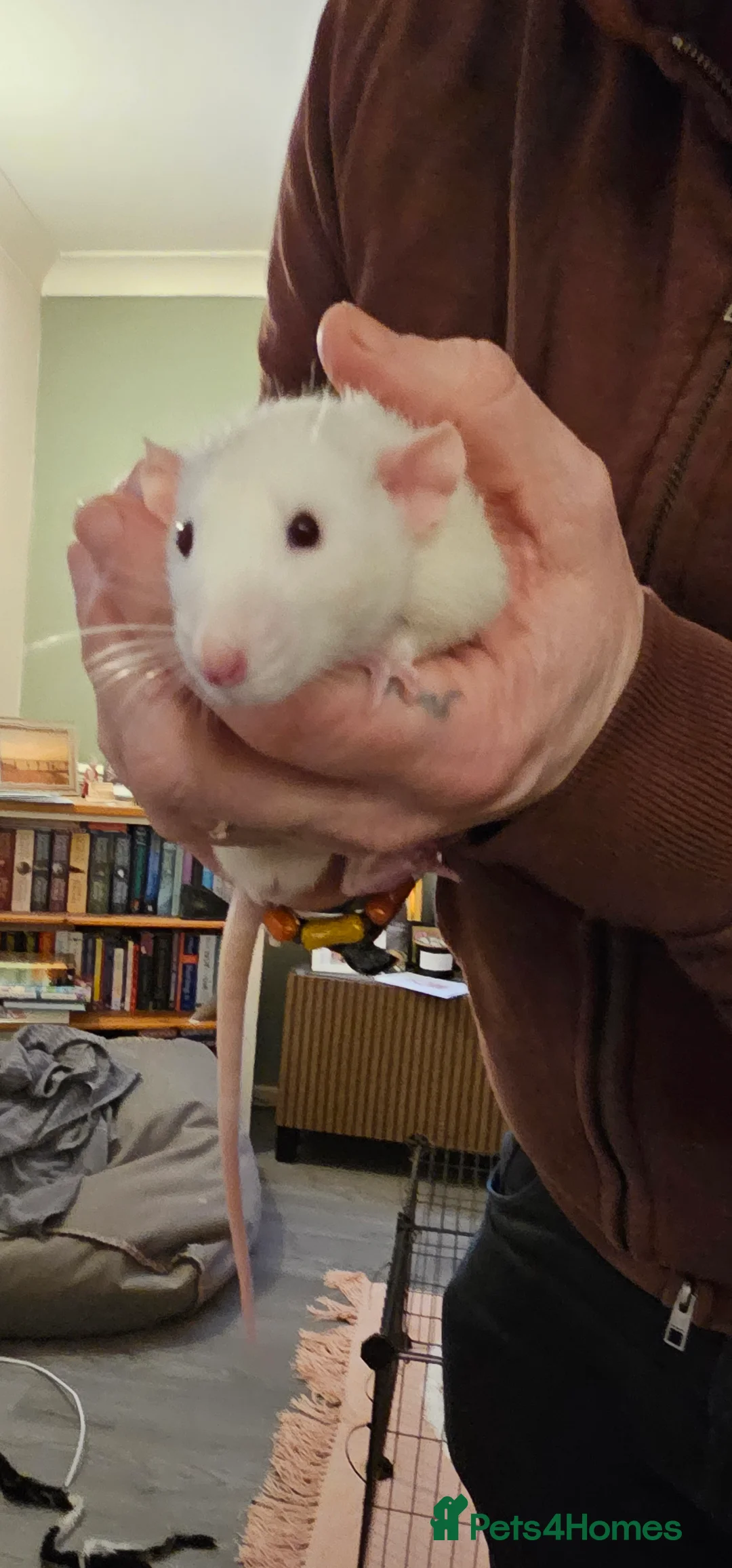 Rat rodents for sale: 3 male rats for re-homing - Advert 5