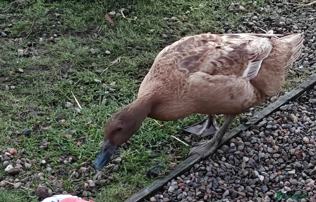 Ducks poultry for sale: 2 female ducks - Advert 2