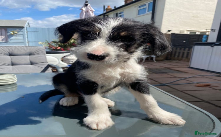 Mixed Breed dogs - Advert 1