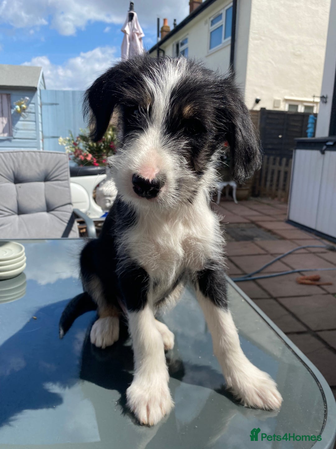 Mixed Breed dogs for sale: Old English sheepdog /border collie/bordoddle  - Image 1