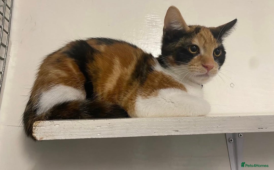 British Shorthair cats for sale: Playful Kitten  - Image 4