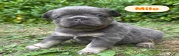 French Bulldog dogs for sale: KC Fluffy French Bulldogs  in Horsham - Advert 37