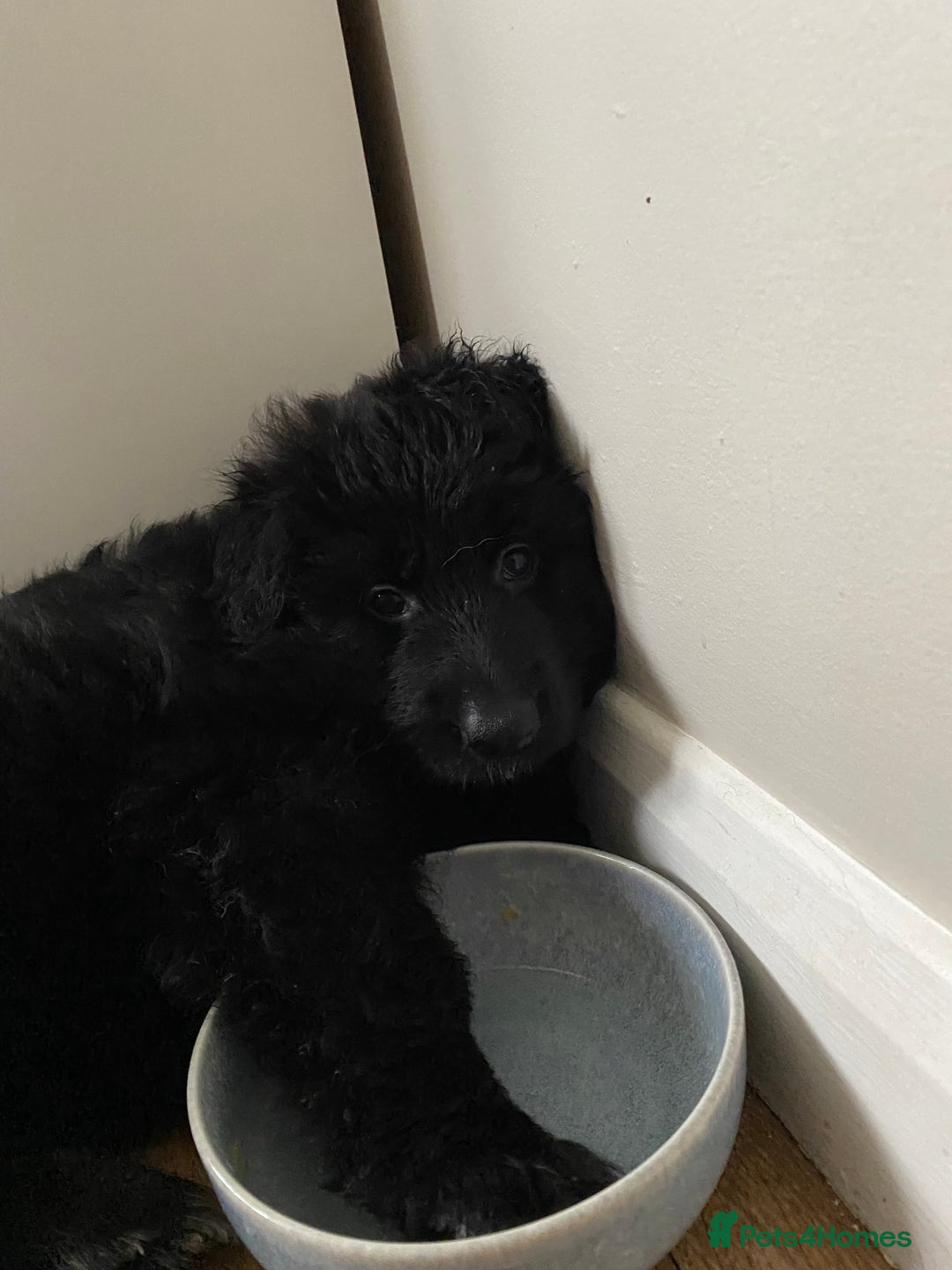 German Shepherd dogs for sale: KC REGISTERED GERMAN SHEPHERD PUPS - Image 16