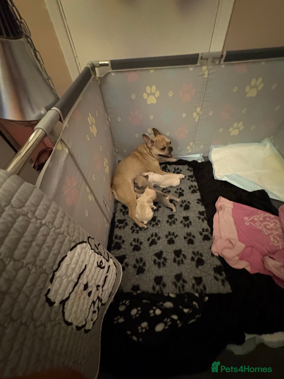 French Bulldog dogs for sale: 3 french bulldog girls  - Advert 1