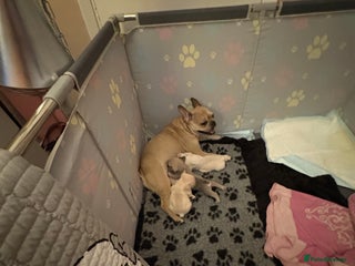 French Bulldog dogs 3 french bulldog girls - Advert 2