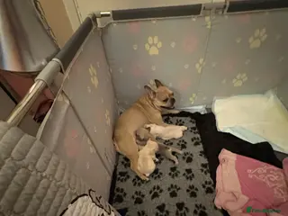 French Bulldog dogs 3 french bulldog girls - Advert 8