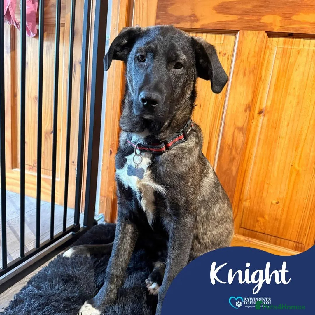 Mixed Breed dogs for adoption: Meet Knight,currently residing in Essex in Romford - Advert 1