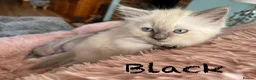 Ragdoll cats for sale: 3 Lilac Blue Ragdoll Little Girls 9wks old  in Colchester - Advert 23