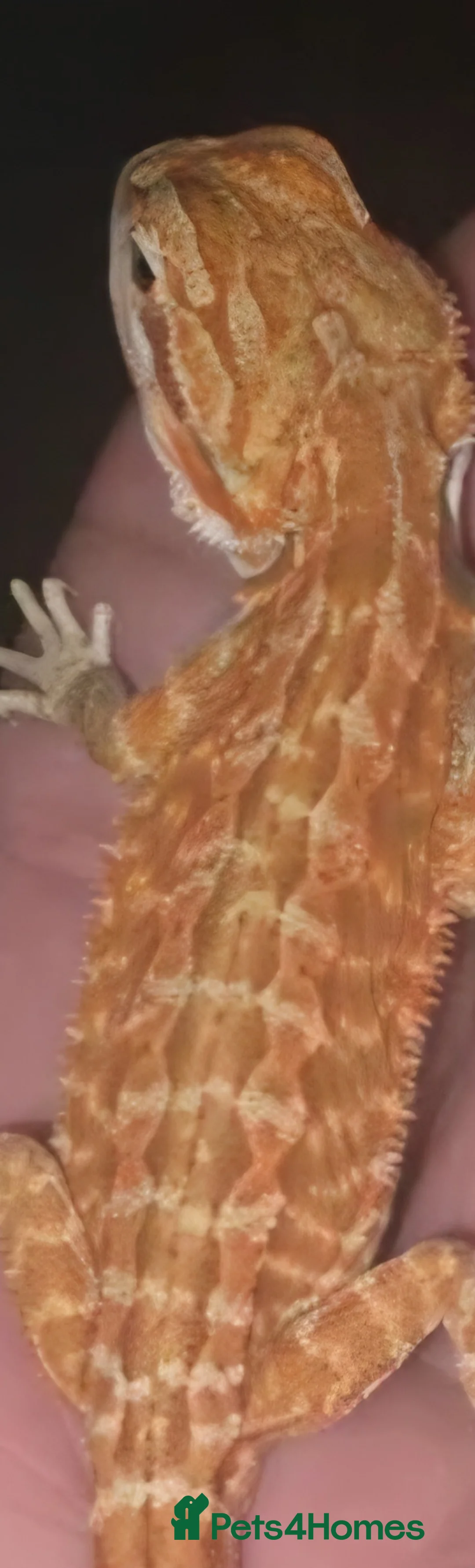 Bearded Dragon reptiles for sale: Beautiful male bearded dragon  - Advert 2