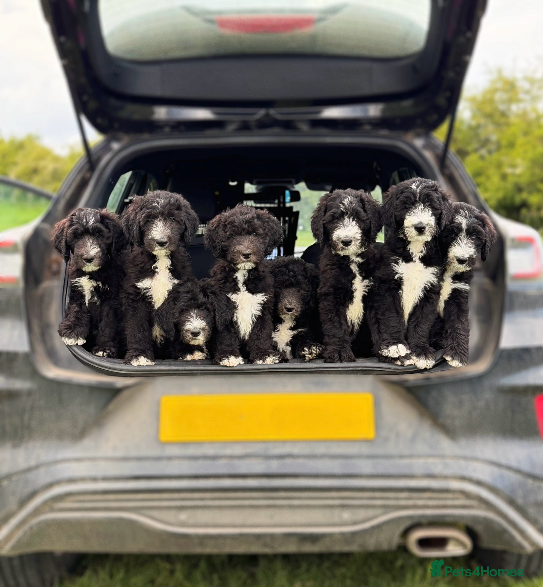 Sheepadoodle dogs F1 Sheepadoodle Puppies | 5* Licensed Breeder - Advert 1