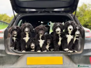 Sheepadoodle dogs F1 Sheepadoodle Puppies | 5* Licensed Breeder - Advert 11