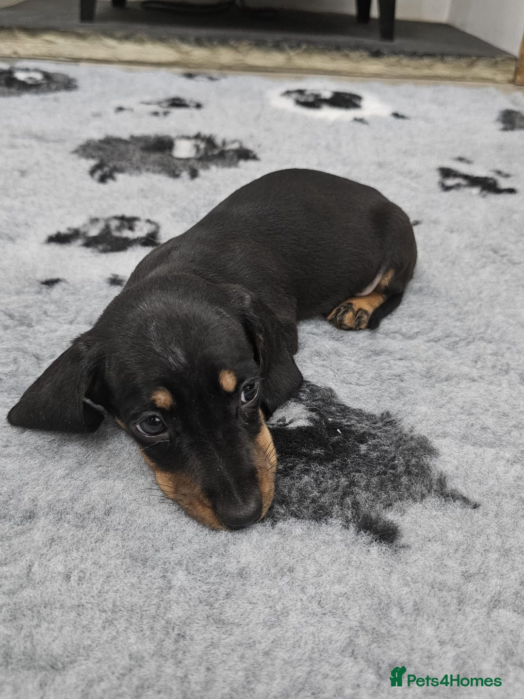 Dachshund dogs for sale: Kc wirehaired daschund puppies  - Image 23
