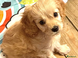 Cavapoo dogs Cavapoo - Advert 12