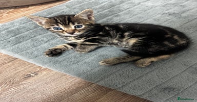 Bengal cats - Advert 11