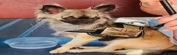 Chihuahua dogs for stud: Chihuahua STUD DOG  - Advert 1