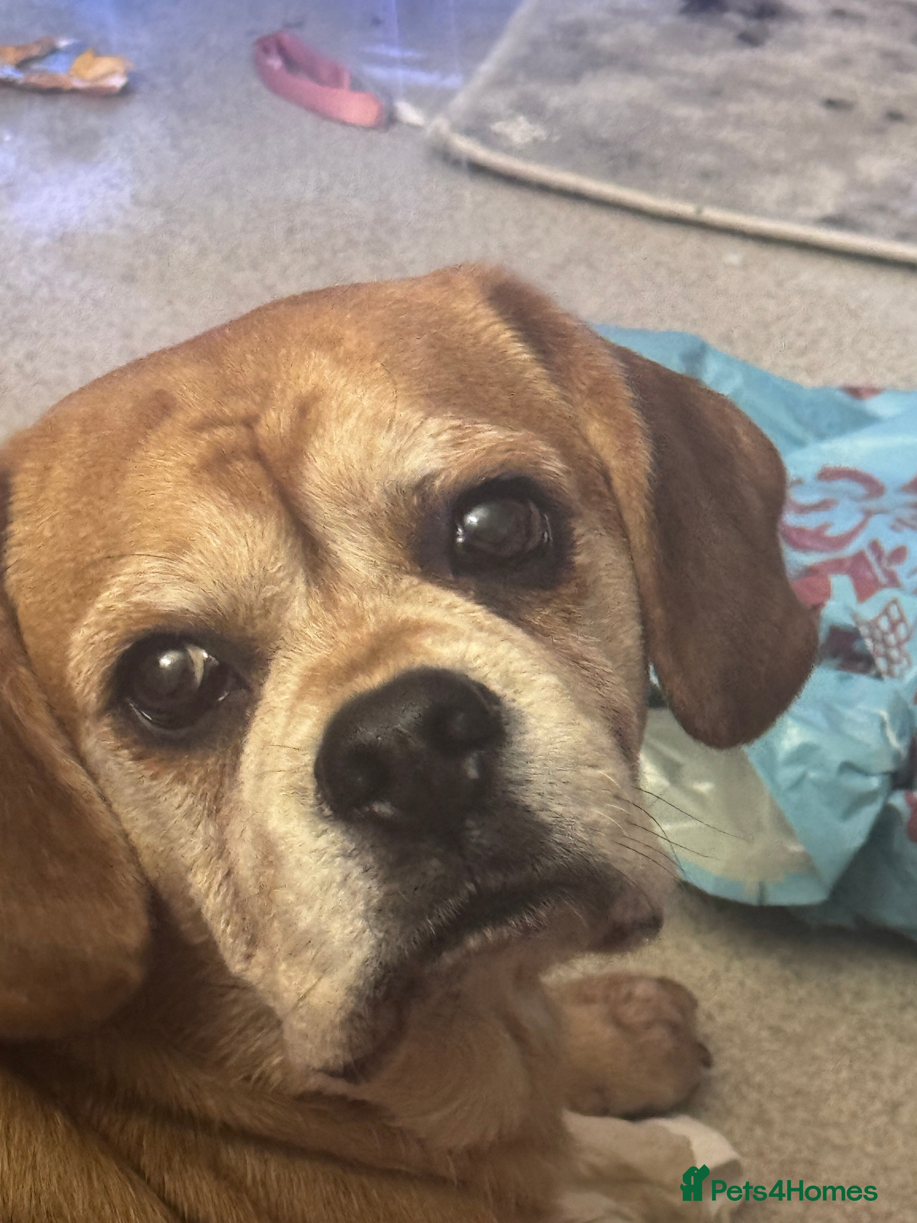 Puggle dogs Louie for rehome  - Advert 7