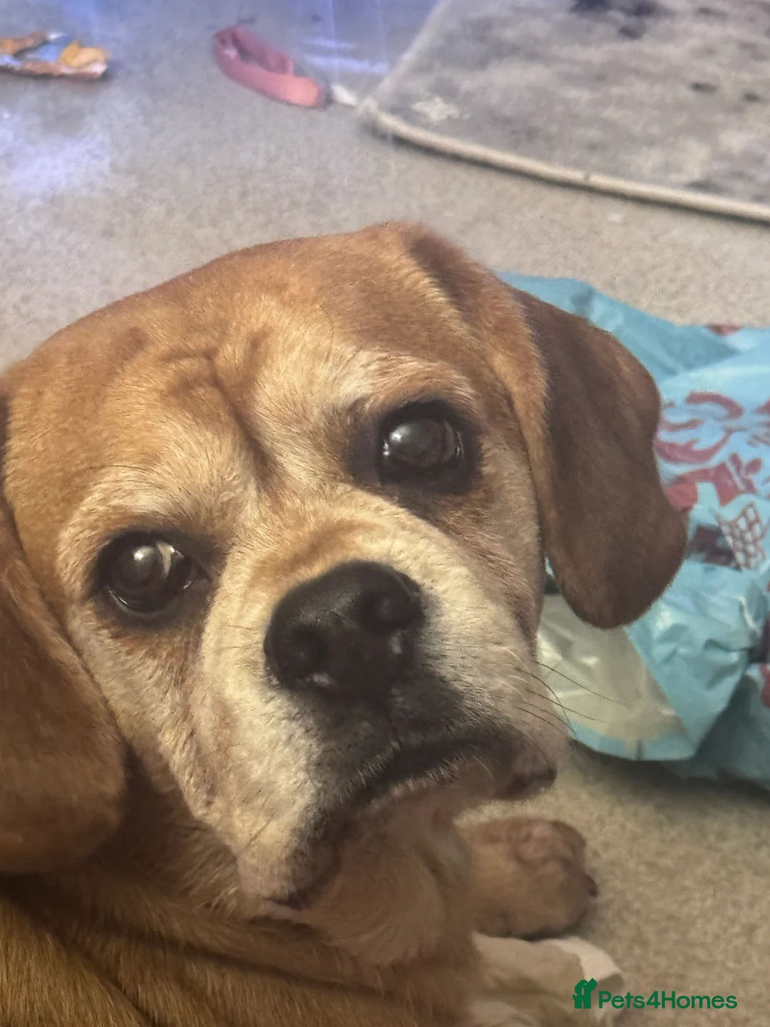 Puggle dogs for sale: Louie for rehome  - Advert 1