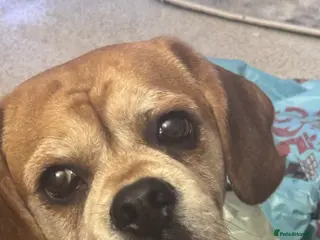 Puggle dogs Louie for rehome - Advert 7