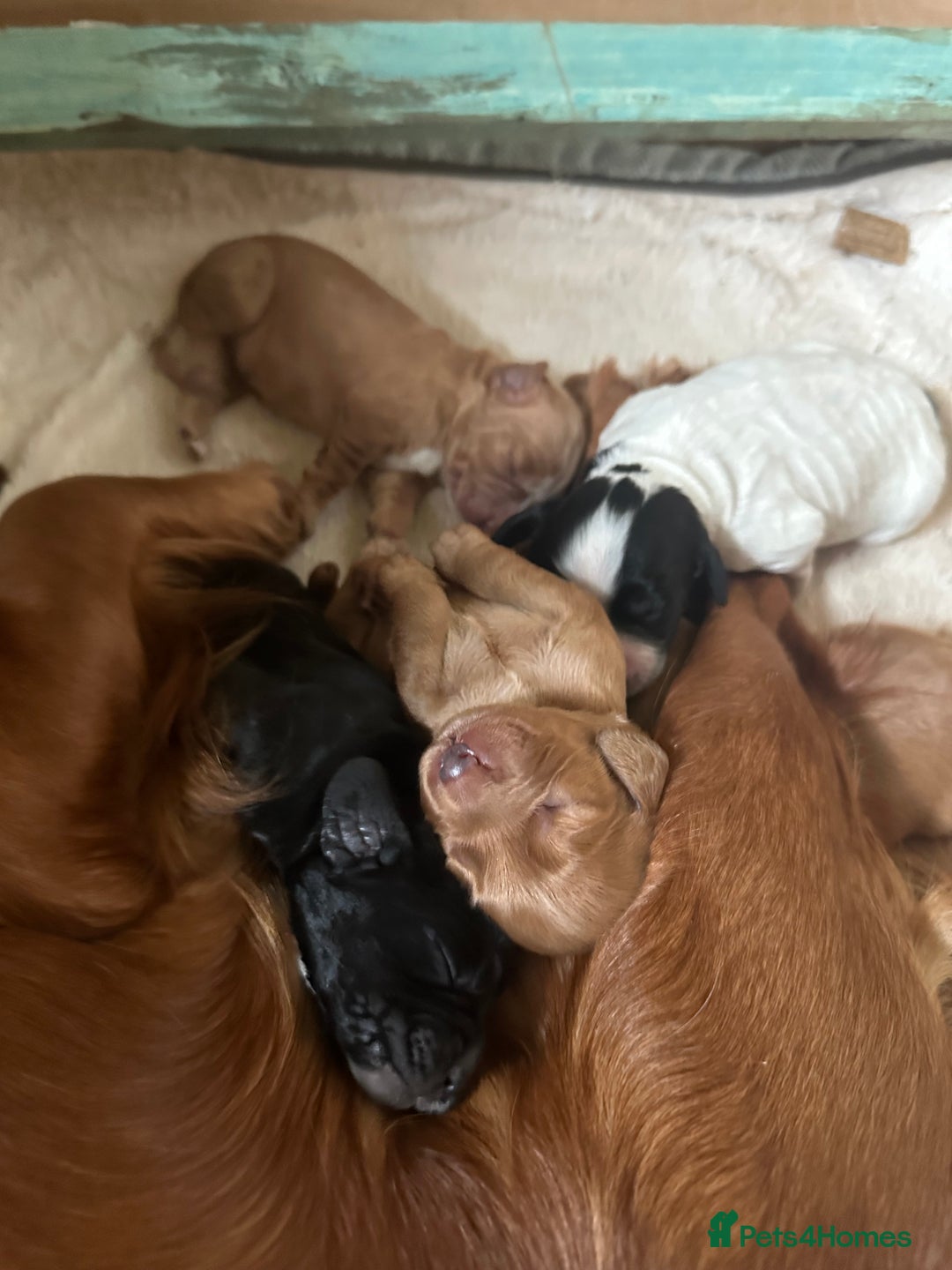 Cocker Spaniel dogs for sale: Working cocker spaniel puppies for sale - Advert 16
