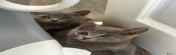 British Shorthair cats for sale: British Shorthair Kittens  - Advert 2