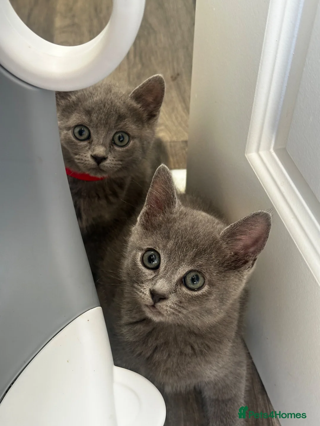 British Shorthair cats for sale: British Shorthair Kittens  - Advert 2
