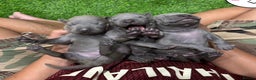 Thai Ridgeback dogs for sale: Stunning Blue Thai Ridgeback Puppies for Sale - Advert 5