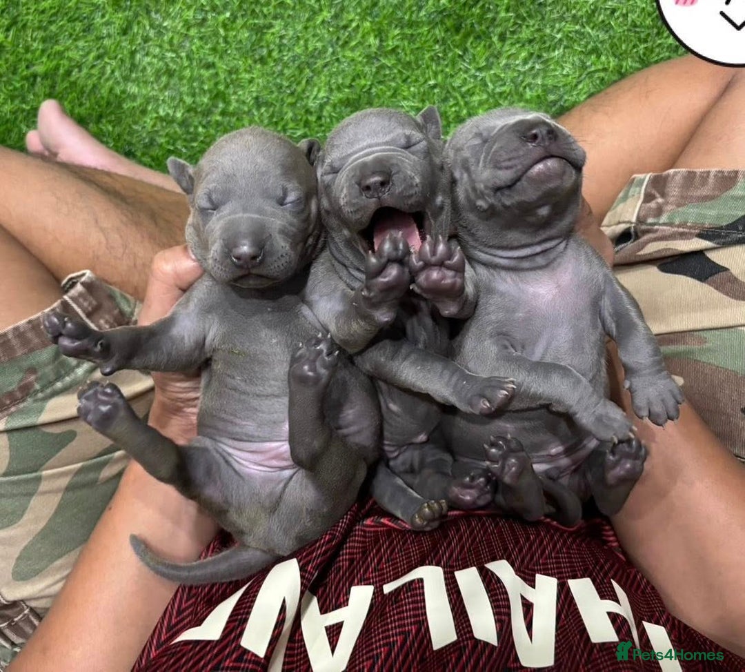 Thai Ridgeback dogs for sale: Stunning Blue Thai Ridgeback Puppies for Sale - Advert 5