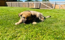 German Shepherd dogs for sale: KC Registered German Shepard Babies 🐾🐾🐾 - Image 6