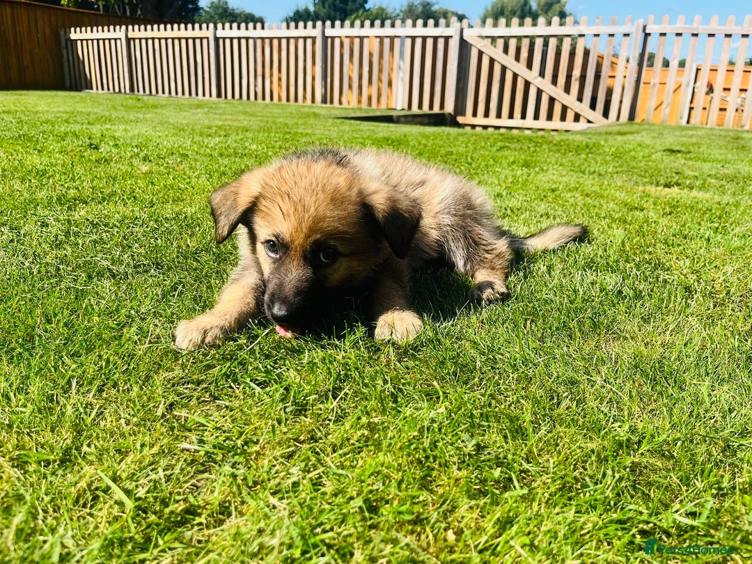 German Shepherd dogs for sale: KC Registered German Shepard Babies 🐾🐾🐾 - Image 6
