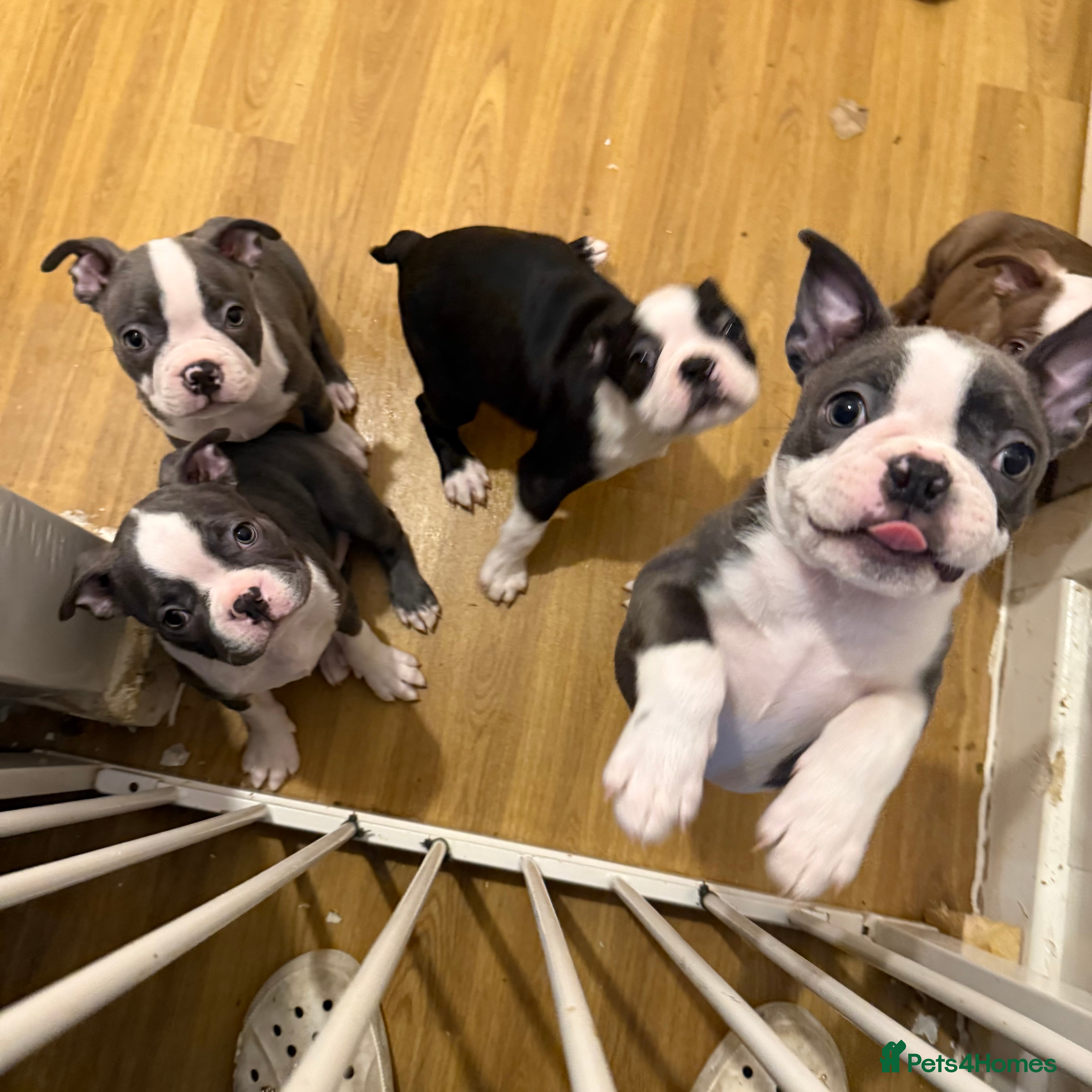 Boston Terrier dogs KC reg beautiful Boston Terrier ready now! - Advert 5