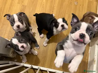 Boston Terrier dogs KC reg beautiful Boston Terrier ready now! - Advert 4