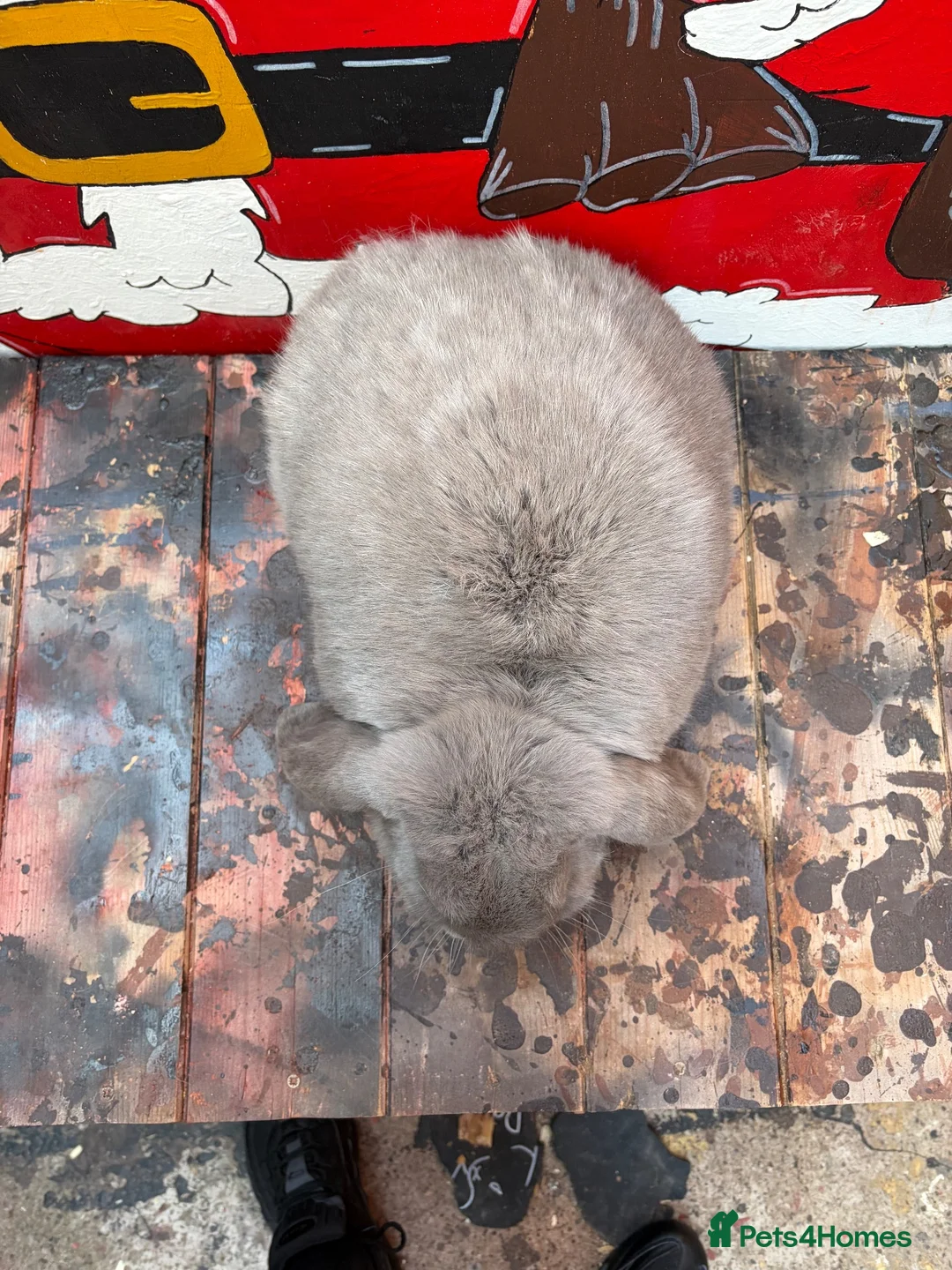 French Lop rabbits for sale: French lop Girl - Advert 6