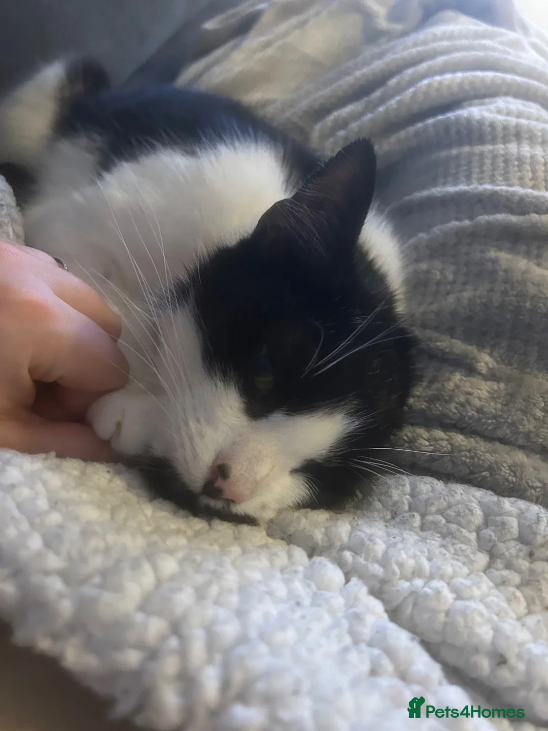 Domestic Shorthair cats for sale: 4 year old Cat for sale in Aylesbury - Advert 2