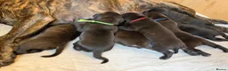 Staffordshire Bull Terrier dogs for sale: 10 Gorgeous Brindle Pups  - Advert 4