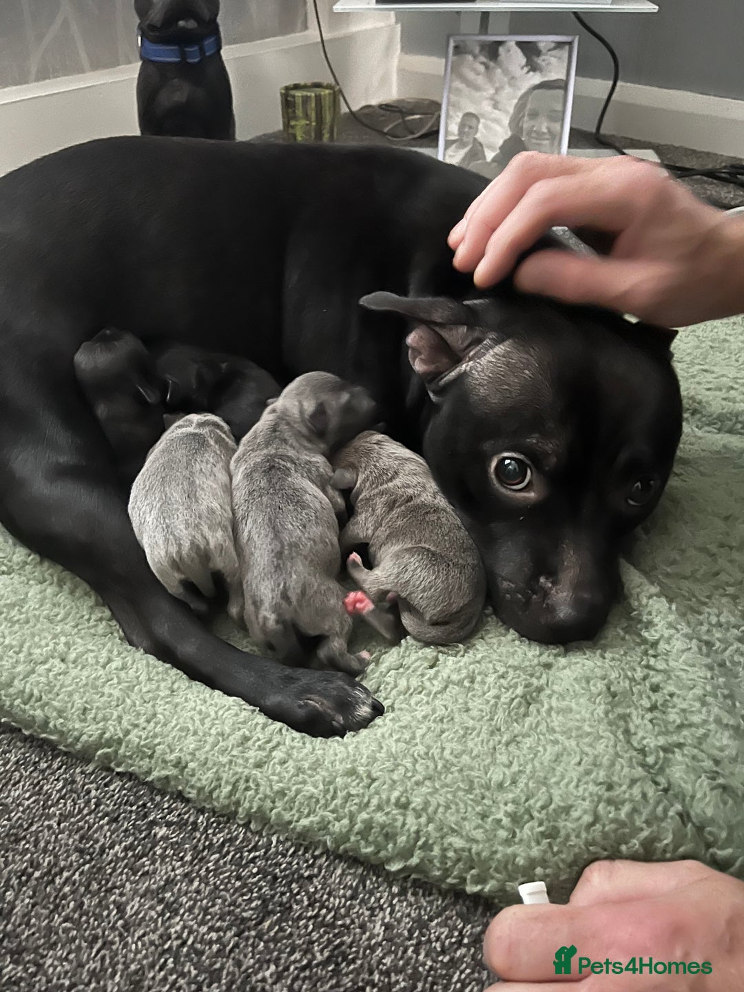 Staffordshire Bull Terrier dogs for sale: Staffordshire bull terrier puppies - Advert 1