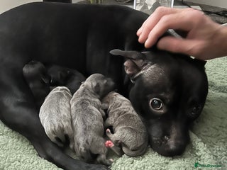 Staffordshire Bull Terrier dogs Staffordshire bull terrier puppies - Advert 1