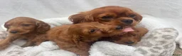 Cavapoo dogs for sale: Cavapoo puppies - Advert 35