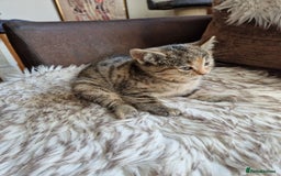 Mixed Breed cats for sale: 4 Beautiful kittens ready for loving home  ♥️ - Image 12
