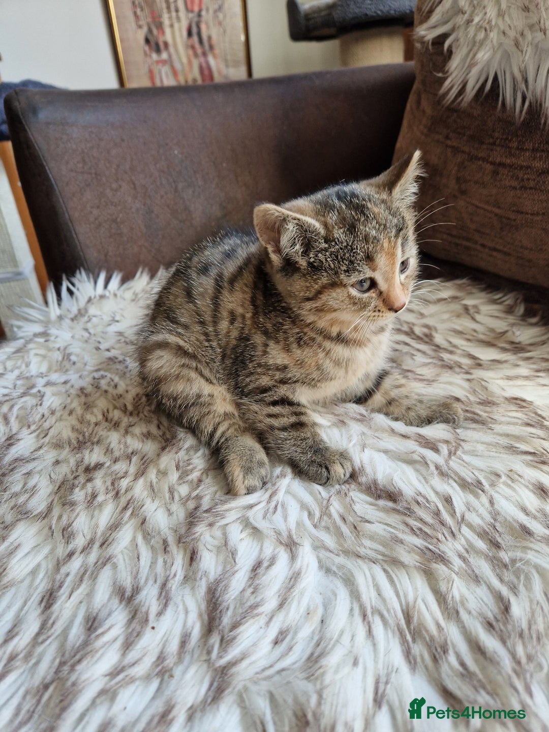 Mixed Breed cats for sale: 4 Beautiful kittens ready for loving home  ♥️ - Image 12