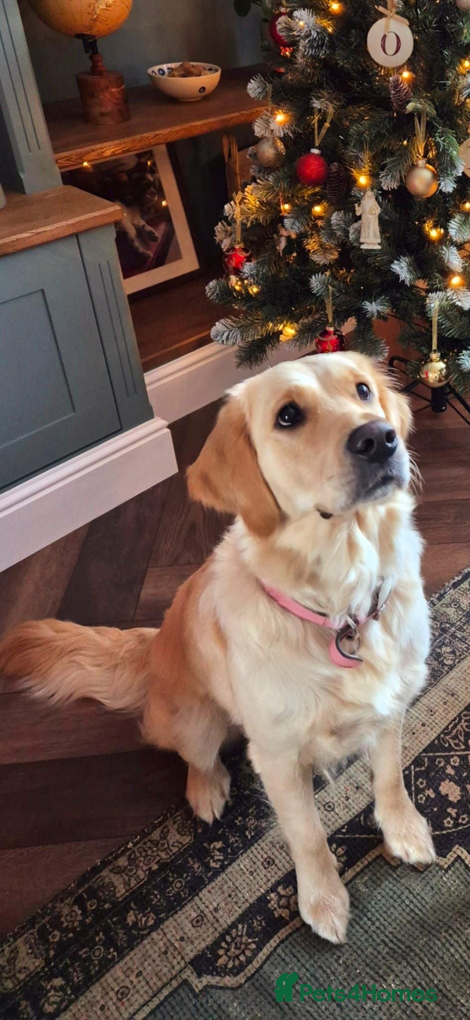 Golden Retriever dogs 6 gorgeous puppy Golden Retrievers for sale. - Advert 1