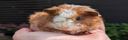 Guinea Pig rodents for sale: Gorgeous Gpig pups - Advert 14