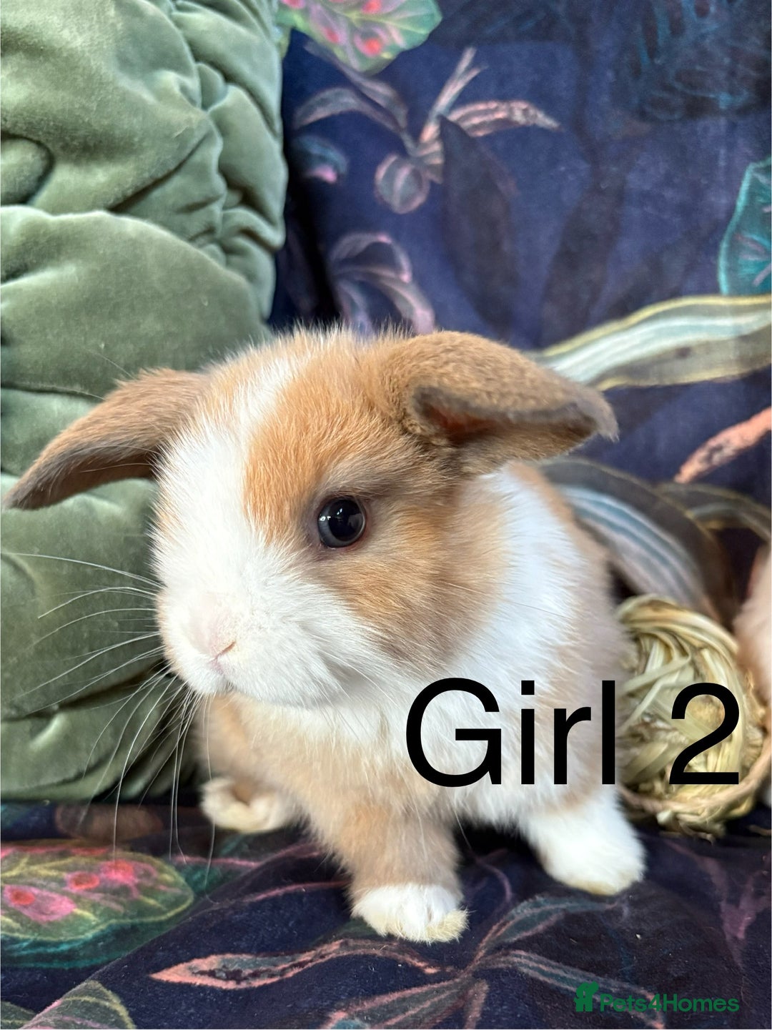 Dwarf Lop rabbits for sale: Super cute and cuddly dwarf lops (vaccinated) - Advert 3